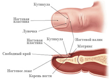 зона роста ногтя